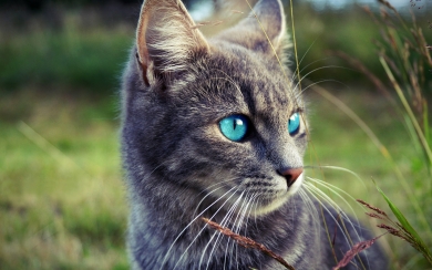 Ojos Azules Cat A Stunning Feline with Mesmerizing Blue Eyes HD Wallpaper