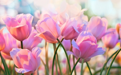 Pink Tulips in Bokeh HD Wallpaper for Spring Flower Lovers