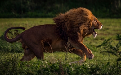 Running Lion HD Wallpaper for Animal Lovers