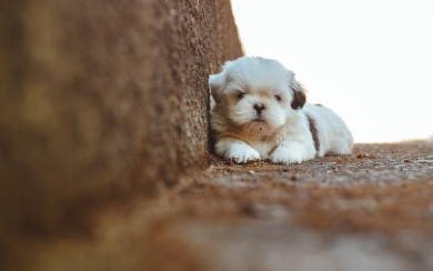 Shih Tzu Puppy HD Wallpaper for Dog Lovers