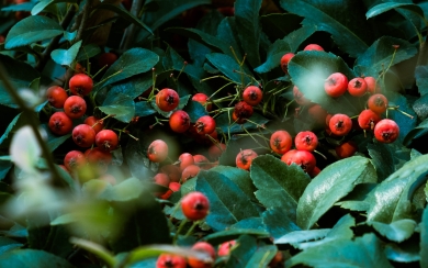 Vibrant Nature Red Berries and Green Trees HD Wallpaper