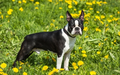 Boston Terrier A Little Cute Black and White Dog American Breed HD Wallpaper