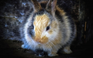 Fluffy Rabbit Close Up Adorable HD Wallpaper