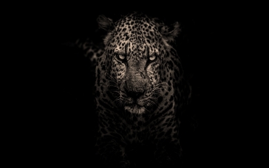 Leopard Majesty Striking HD Wallpaper of the Wild