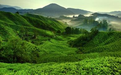 Morning Serenity Cameron Highlands Tea Plantations HD Wallpaper