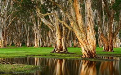 Old Trees Swamp Ultra Majestic Nature's Serenity in Australia's Grove HD Wallpaper