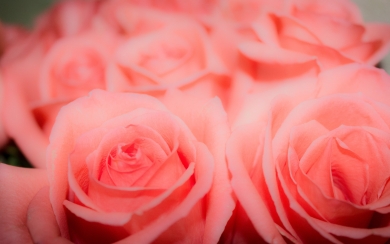 Pink Rose Bokeh Captivating Beauty of Pink Flowers HD Wallpaper
