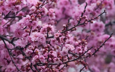 Sakura Serenity HD Wallpaper of a Cherry Garden in Full Bloom
