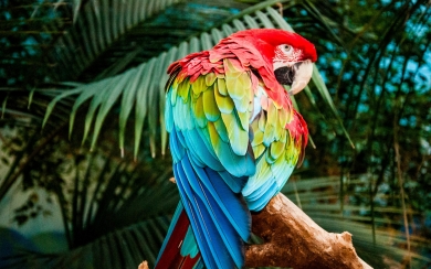 Vibrant Macaws Colorful Parrots in Zoo HD Wallpaper Collection