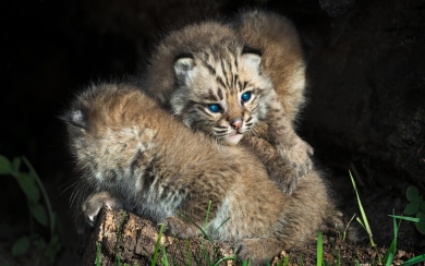 Adorable Bobcat Cubs Captivating Blue-Eyed Cuties HD Wallpaper
