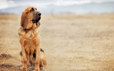 Bloodhound Dogs Cute and Endearing HD 4K Wallpaper