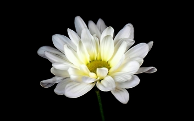 Elegant White Daisy Macro HD  Black Background 4K Wallpaper