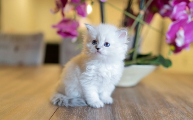 Enchanting Whispers Siberian Kitten HD Wallpaper