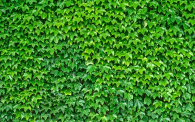 Leaf Wall A Lush Tapestry of Green Leaves