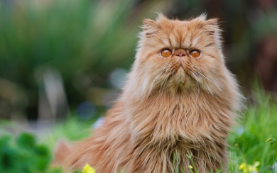 Persian Cat Adorable Brown Fluffy Kitten HD Wallpaper