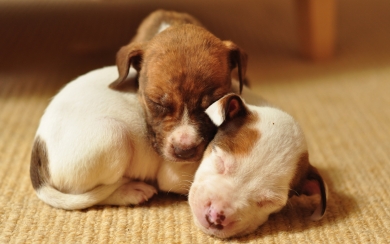 Sleeping Pitbull Puppies Adorable Small Dogs HD Wallpaper