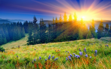 Sunrise Field Radiant Beauty in Nature's Glow HD Wallpaper