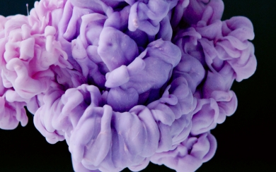 Close Up of a Vibrant Purple Flower HD 4K 2024 2025 Wallpaper