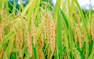 Rice Plant Growth HD 2025 4K 5K Wallpaper