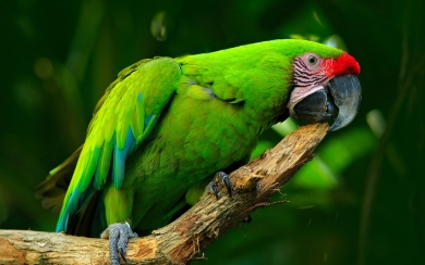 Exquisite Great Green Macaw HD 4K 5K 6K 7K Wallpaper