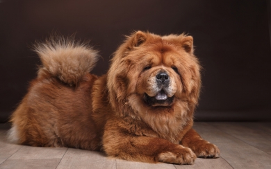 Furry Charm Adorable Brown Chow Chow Dog HD 4K 5K 6K 7K 8K Wallpaper
