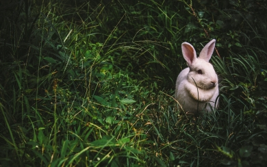 Graceful White Rabbit in the Wild HD Wallpaper of Wildlife Wonder