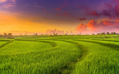Green Paddy Field Ultra Nature's Serene Rice Landscape HD 4K 5K 6K Wallpaper