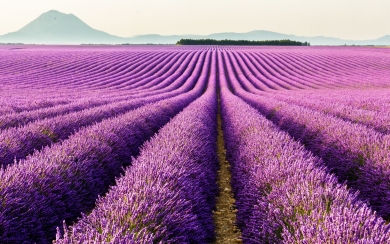 Lavender Fields of Provence 4K 5K 6K Wallpaper
