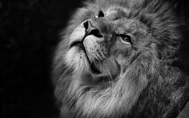 Majestic Monochrome The Beautiful Lion in Black and White