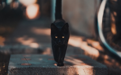 Mysterious Black Cat 4K 2024 2025 HD Wallpaper