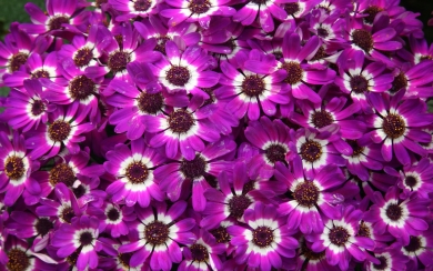 Purple Cineraria Flowers Enchanting Floral Beauty HD 4K 5K 6K Wallpaper