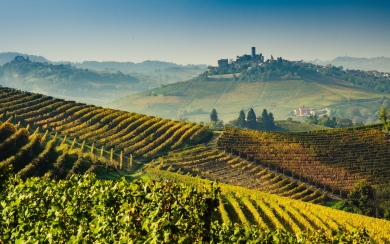 Tuscan Tapestry Vineyards 4K 1920x2018 Resolution Free Download 2025 Wallpaper