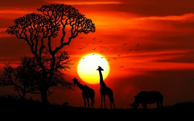 African Wildlife Silhouettes Giraffes 4K 5K 6K 7K Wallpaper
