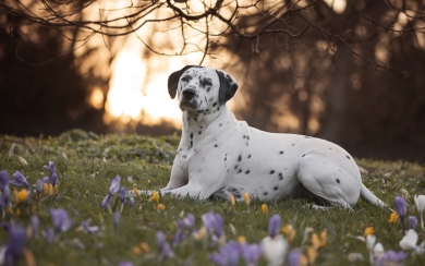 Dalmatian Dogs on the Lawn HD 4K 5K 6K 7K 8K Wallpaper