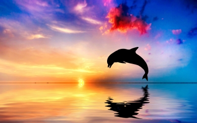 Dolphin at Sunset Stunning Sea Wildlife HD 4K 5K 6K Wallpaper