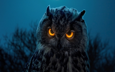 Enchanting Owl Glowing Eyes 5K 6K 7K Wallpaper