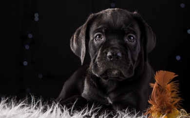 Adorable Black Puppy HD 1080p 2024 Wallpaper