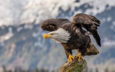 Bald Eagle Majestic Wildlife and American 2024 HD 1080 Wallpaper