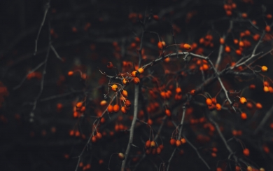 Fall Branch with Berries HD Wallpaper