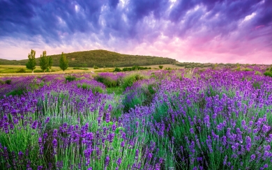 Sunset Over Lavender Hills HD Wallpaper