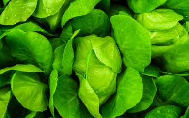 Green Cabbage Macro HD 2025 Wallpaper