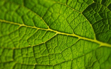 Macro Green Leaf 2024 HD Wallpaper