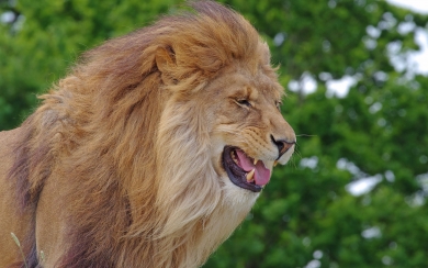 Majestic Lions Big Cat Wildlife 2024 1080p HD Wallpaper