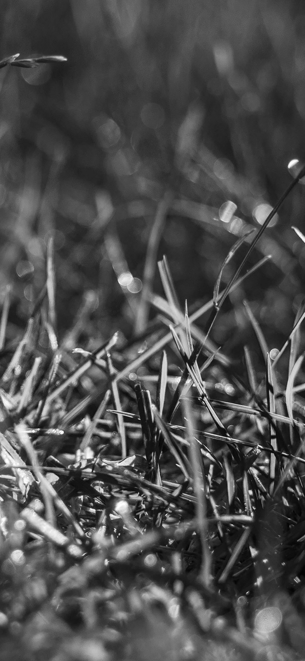 Download Black And White Grass Blades Wallpaper - GetWalls.io