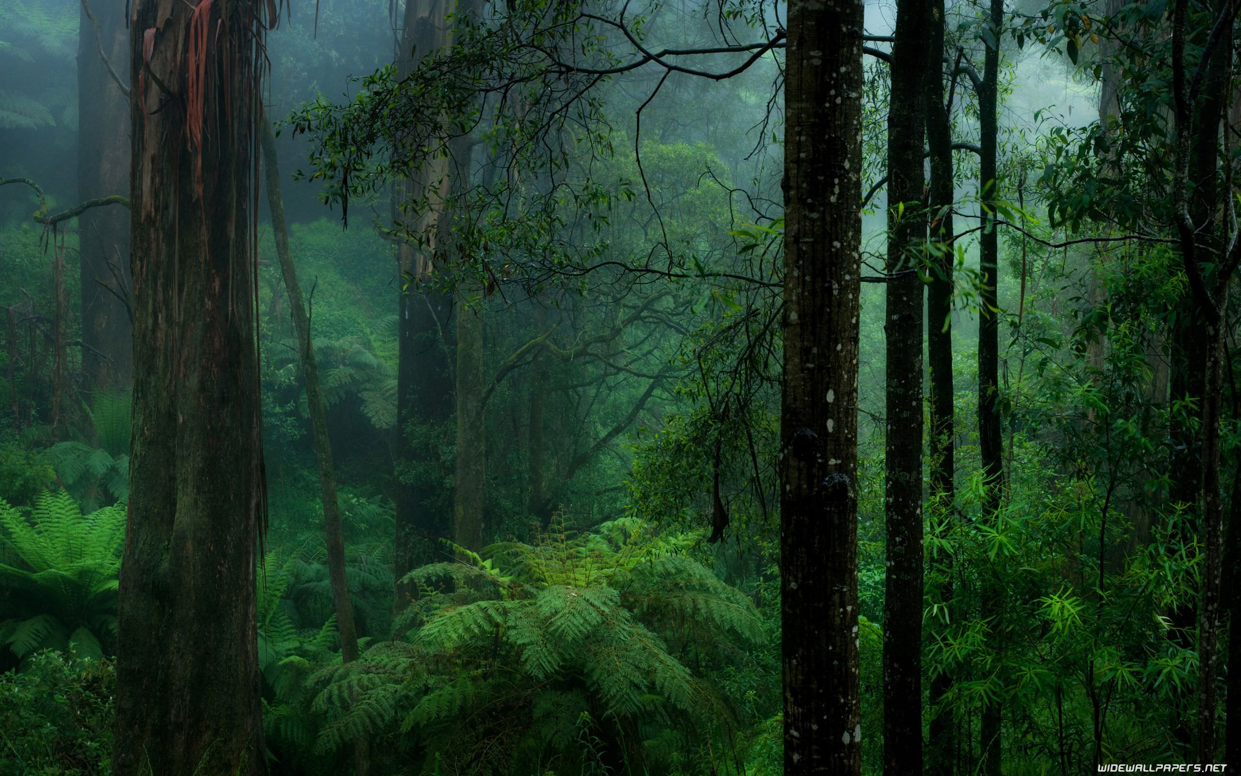 Download Forest desktop wallpapers 4K ...