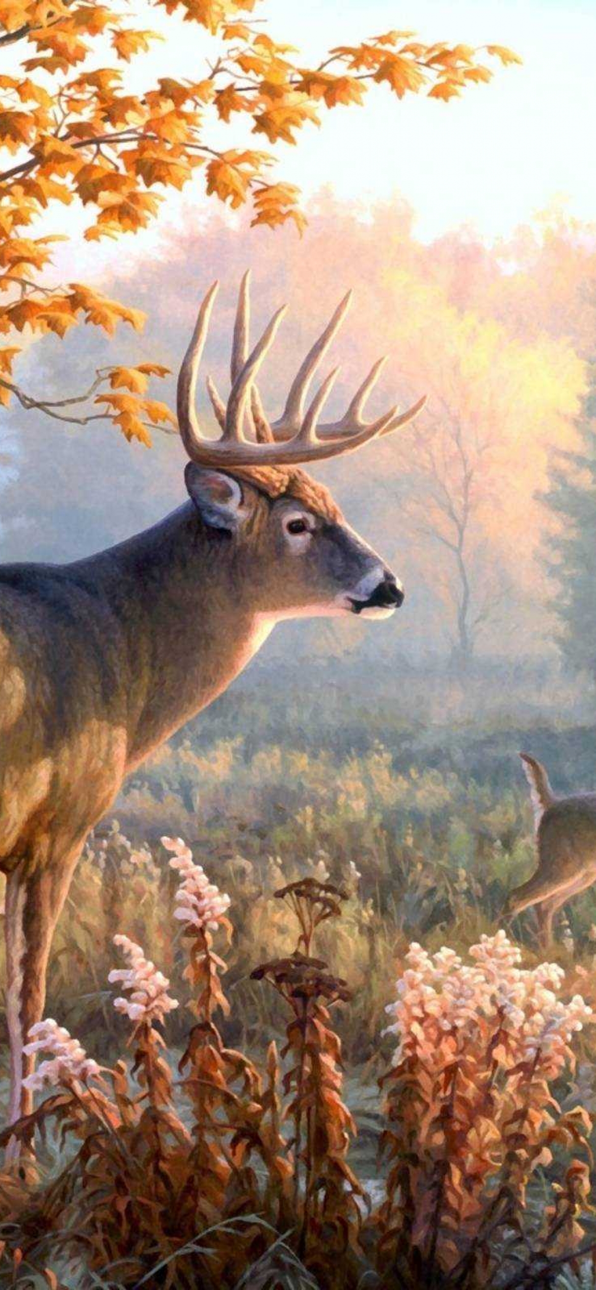 Deer Hunting Wallpapers  Best Collection Of Deer Wallpapers  AppRecs