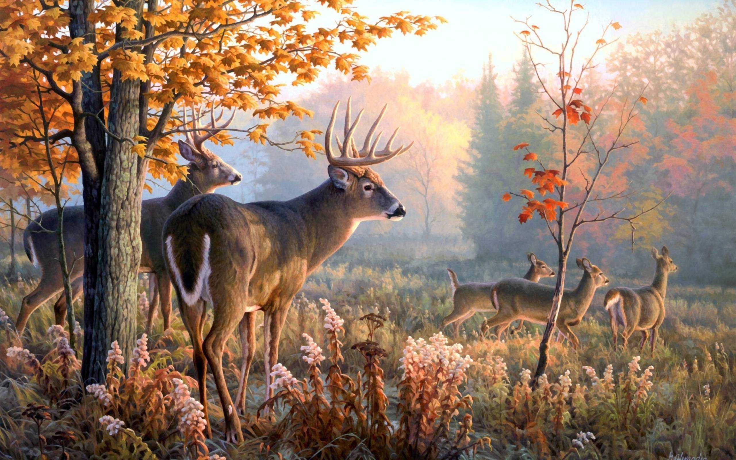 Download Cool Deer Iphone Screensaver Wallpaper  Wallpaperscom