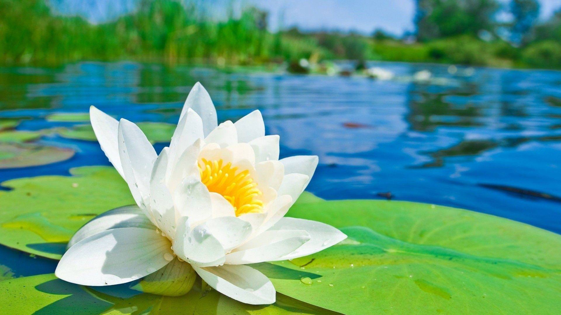 Download Lotus Flower Wallpaper 1920x1080 4K HD For iPhone Android Wallpaper  