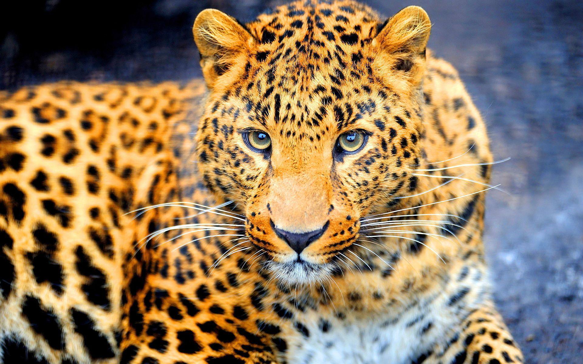 Download Jaguar Wallpaper Widescreen Best Live Download Photos Backgrounds  Wallpaper 